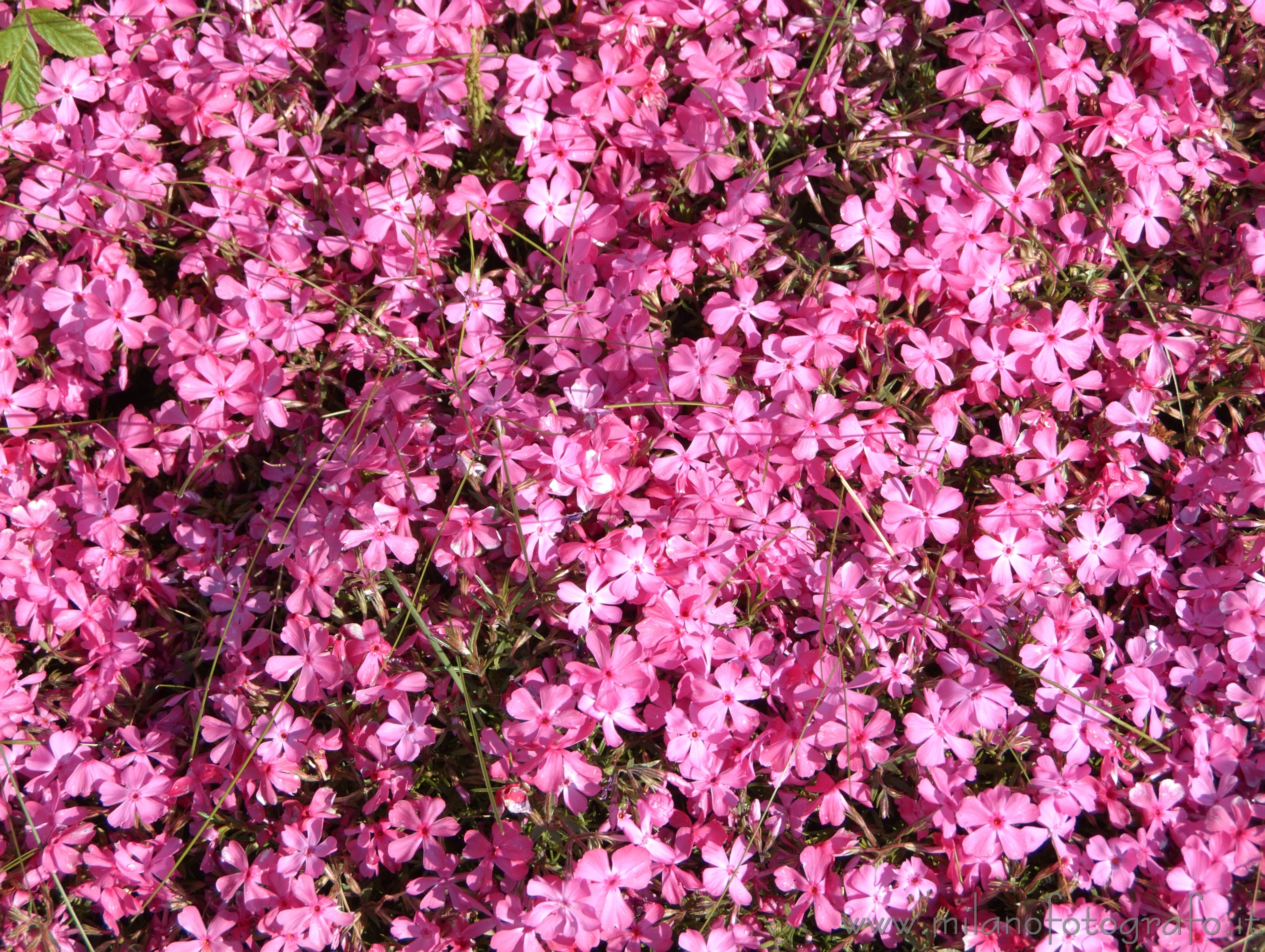 Campiglia Cervo (Biella) - Tappetino di Phlox paniculata